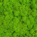 Verde2